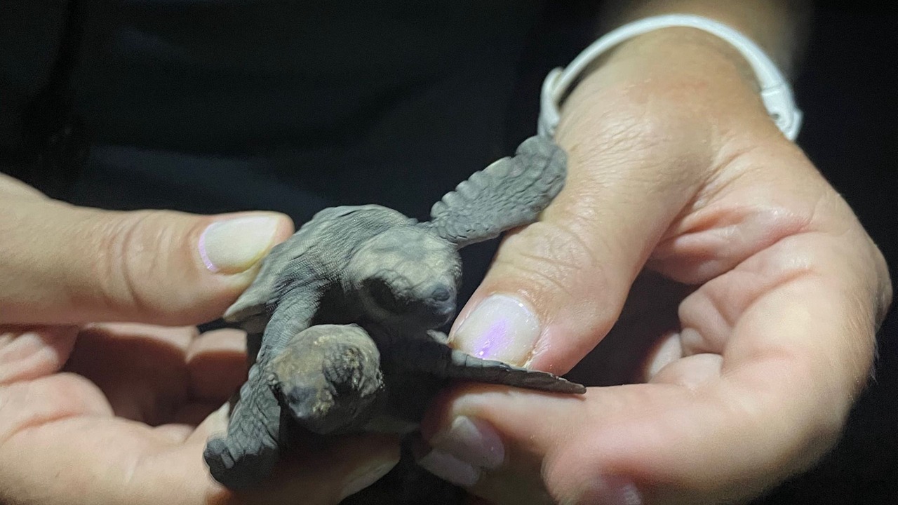 Photo of Others in Bundaberg