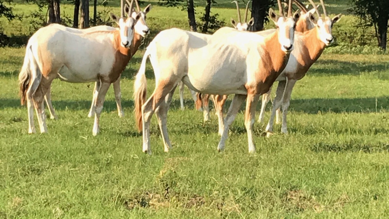 Photo of Outdoor in Brenham