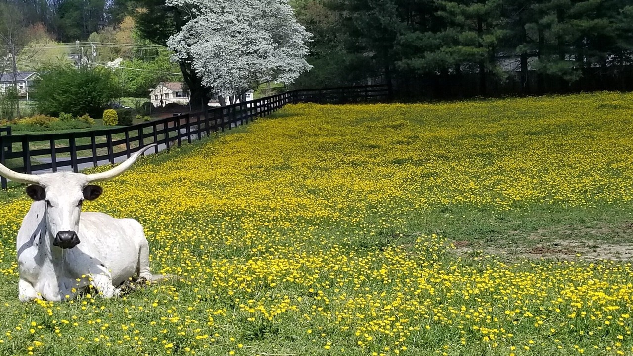 Photo of Outdoor in Candler