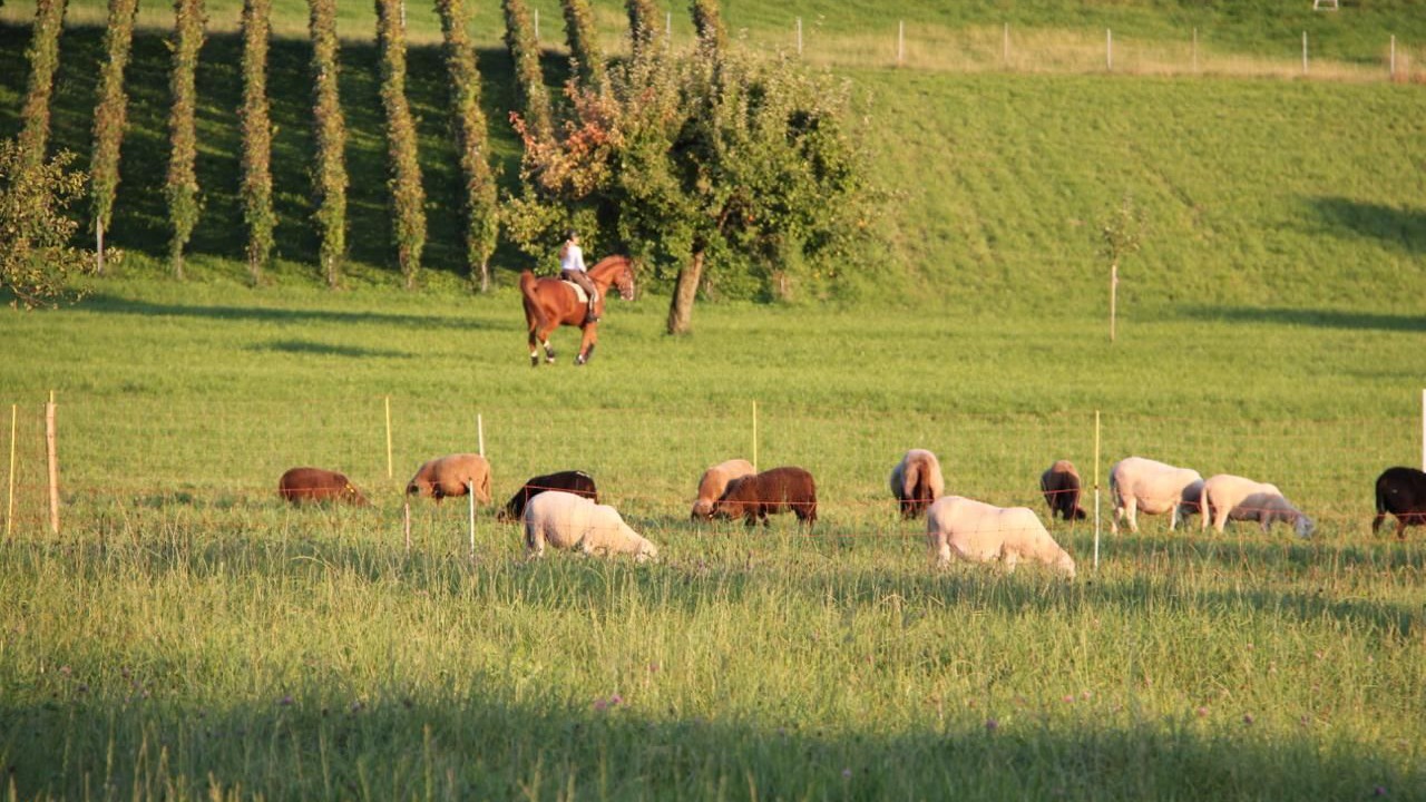 Photo of Others in Meilen District