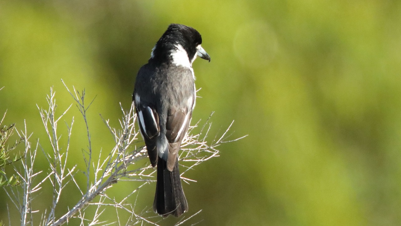 Photo of Others in Metung