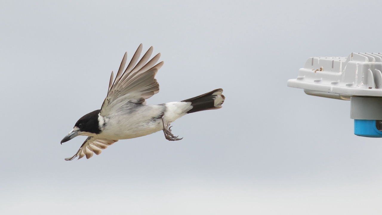 Photo of Others in Metung