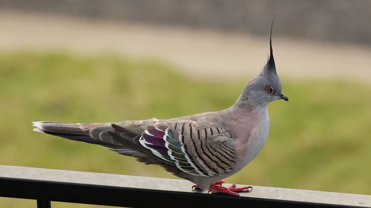 Photo of Others in Metung