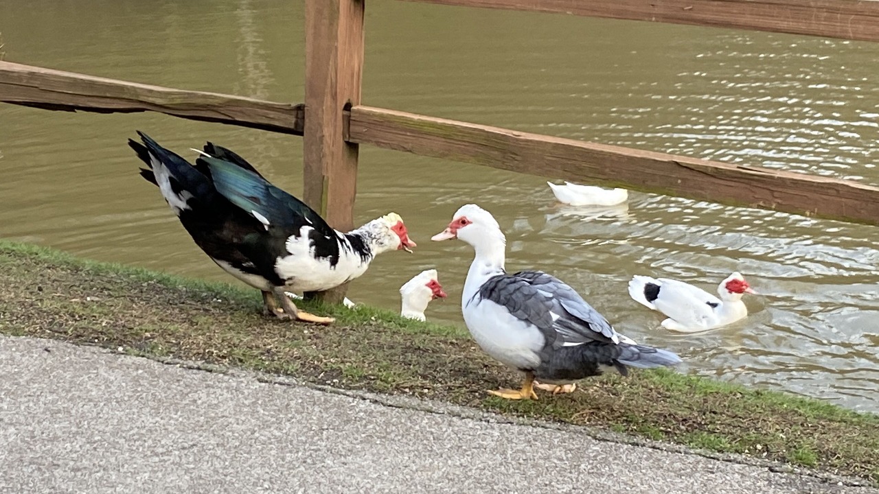 Photo of Others in Black Bear Falls