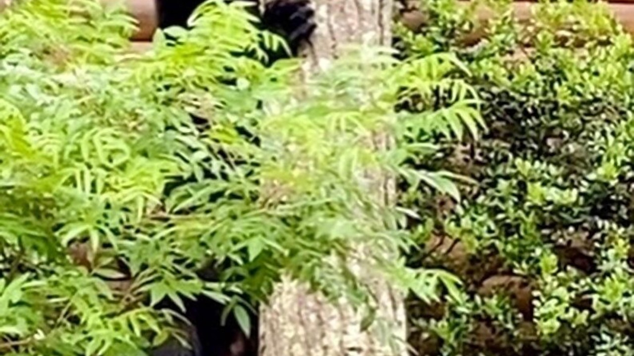 Photo of Outdoor in Black Bear Falls