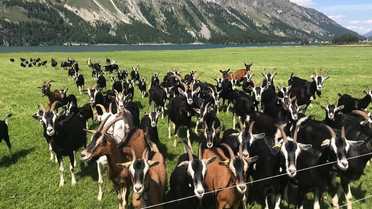 Photo of Others in La Punt-Chamues-ch