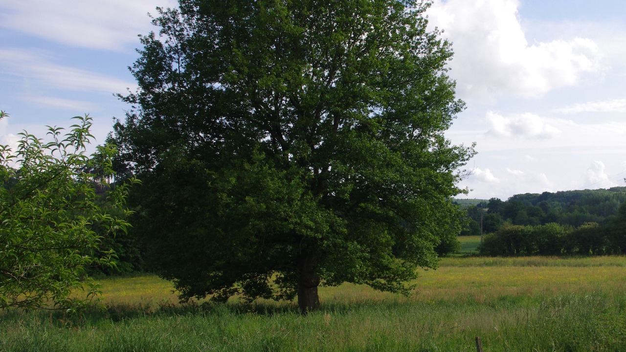 Photo of Outdoor in Pouzauges