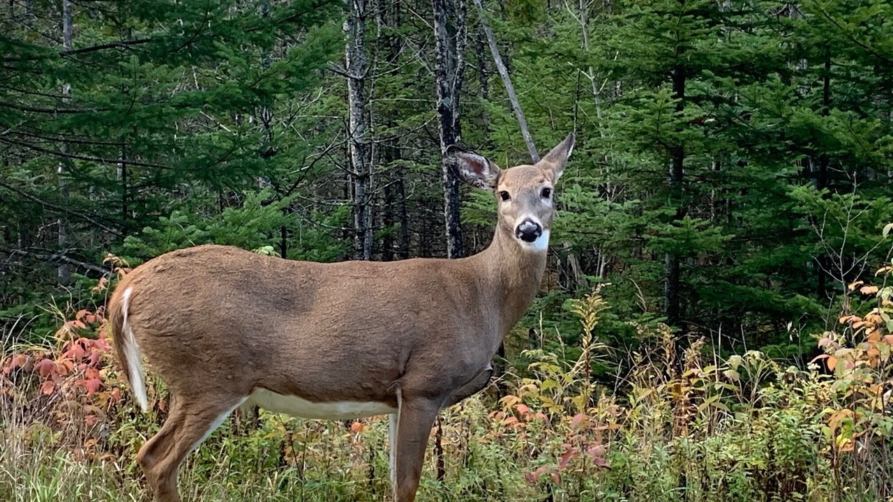 Photo of Others in Mont-Tremblant
