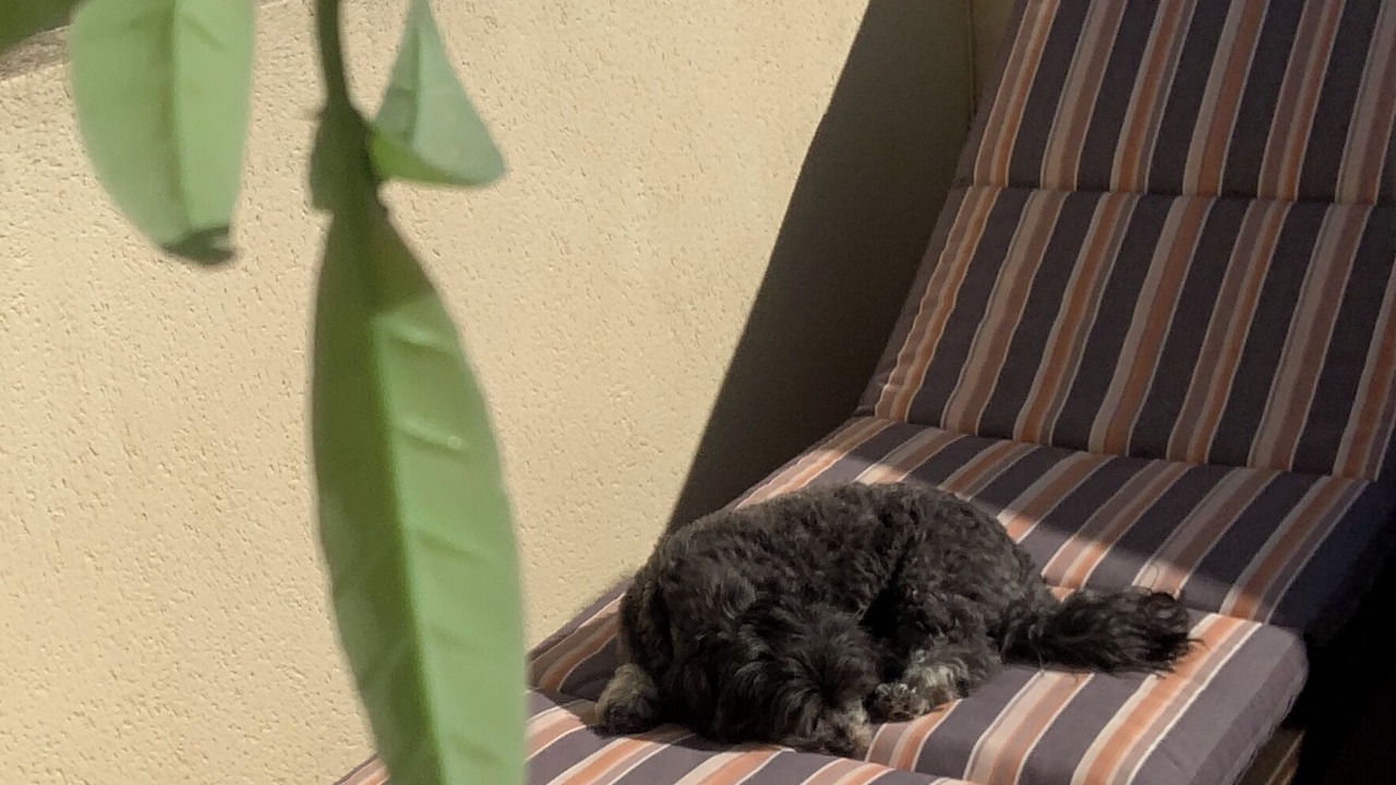 Photo of Outdoor in Playa Flamenca
