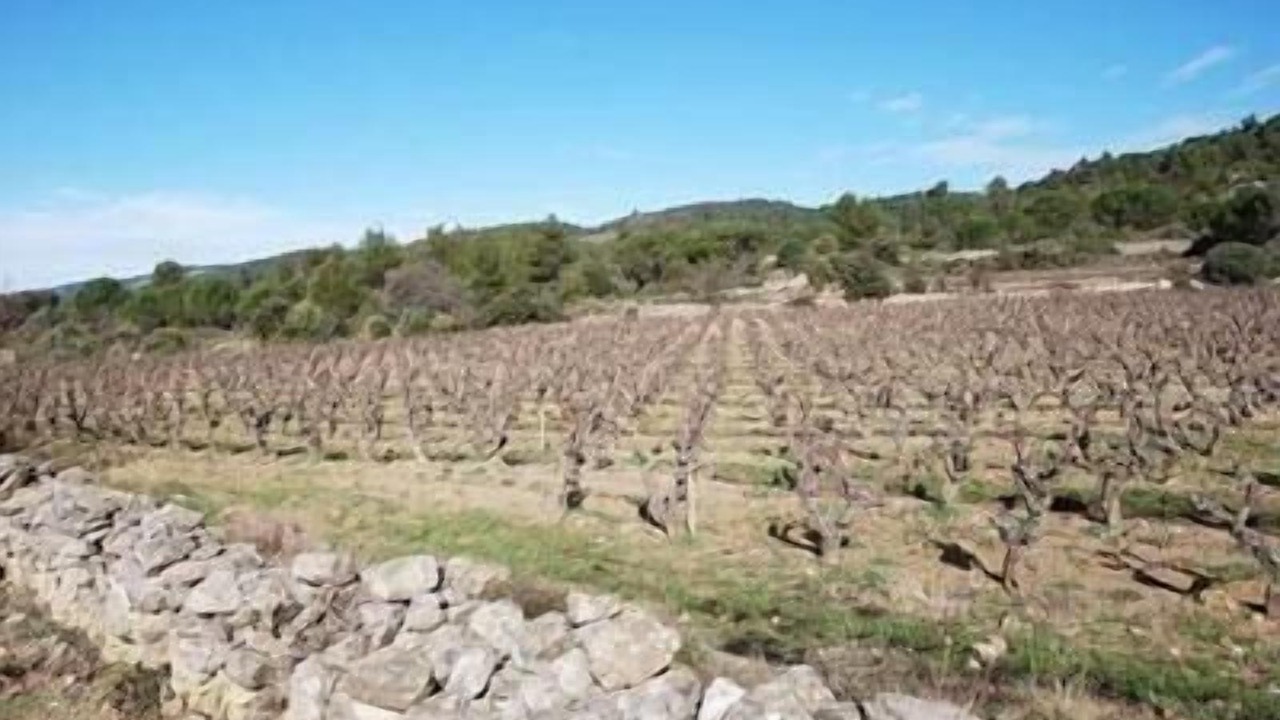 Photo of Others in Cesseras