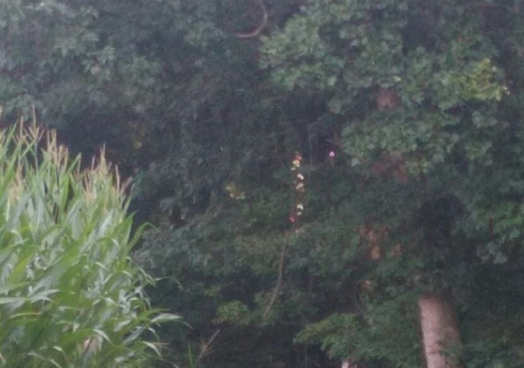 Photo of Outdoor in Mills River