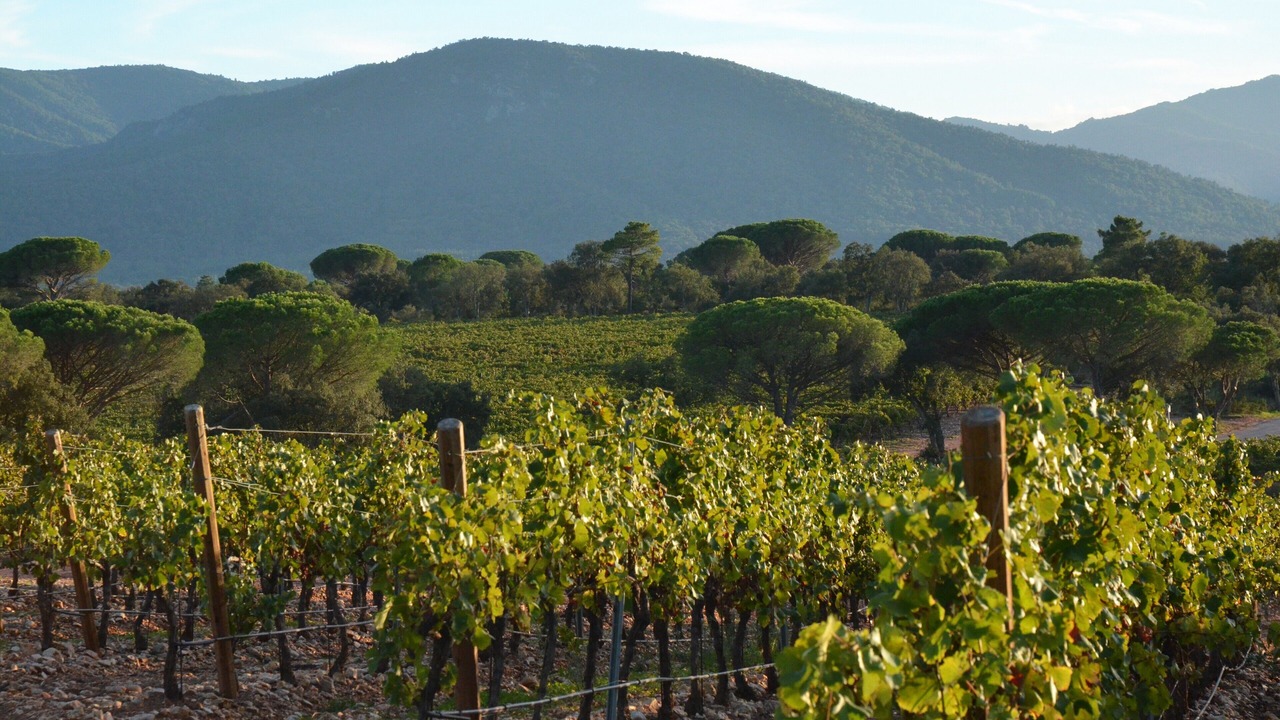 Photo of Others in Le Cannet-des-Maures