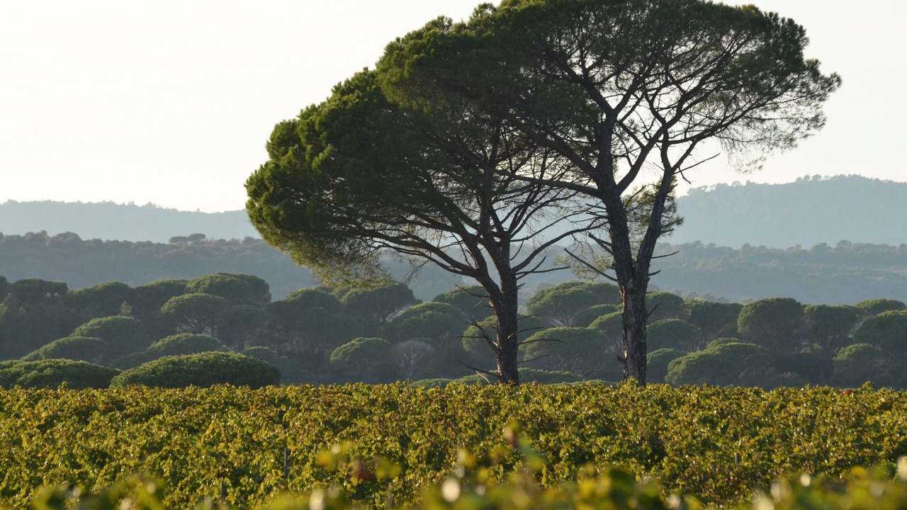 Photo of Others in Le Cannet-des-Maures