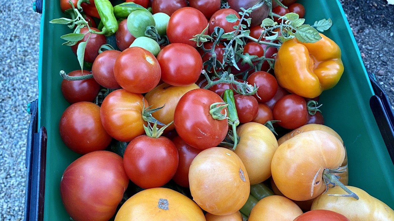 Photo of Others in Sonoma