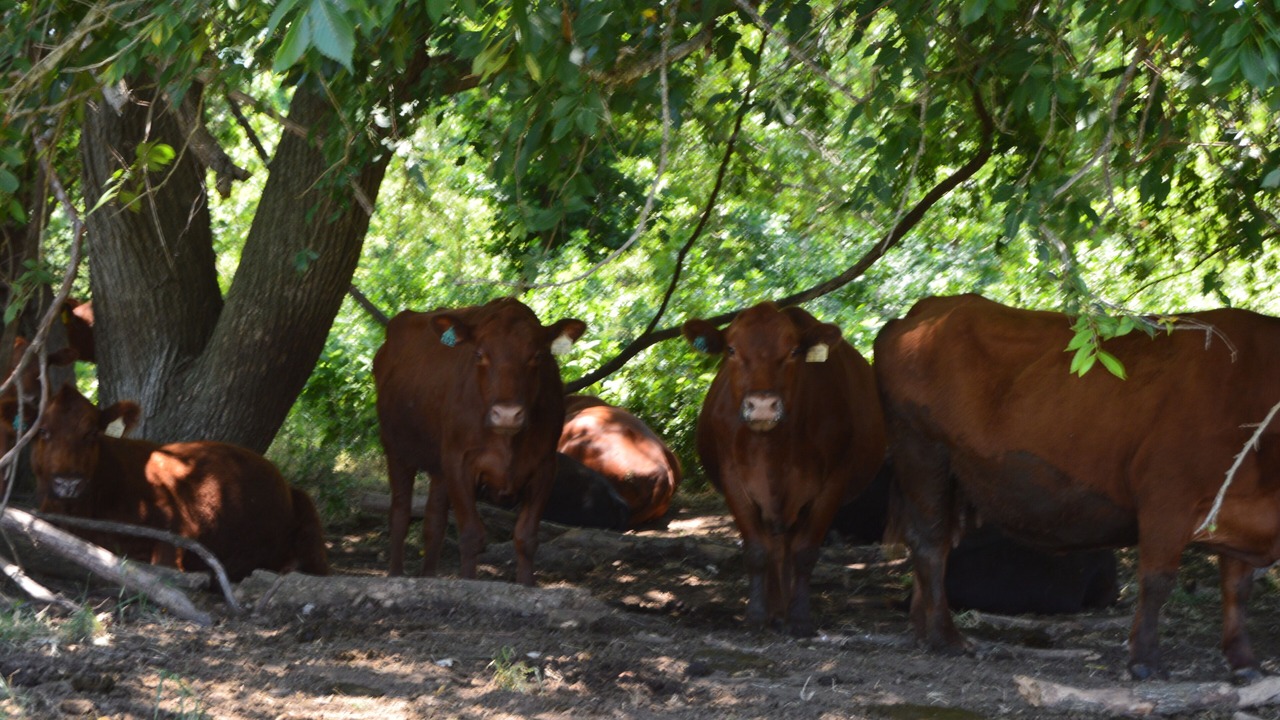 Photo of Outdoor in Luling