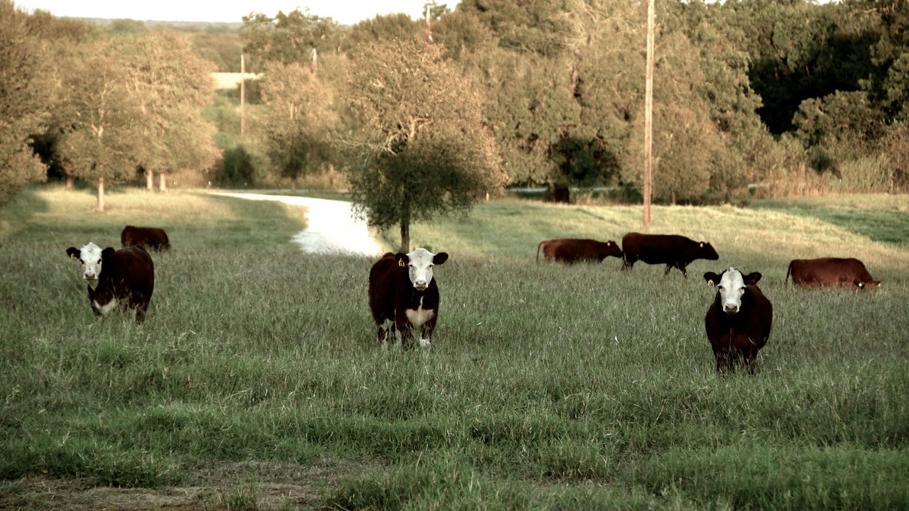 Photo of Others in Luling