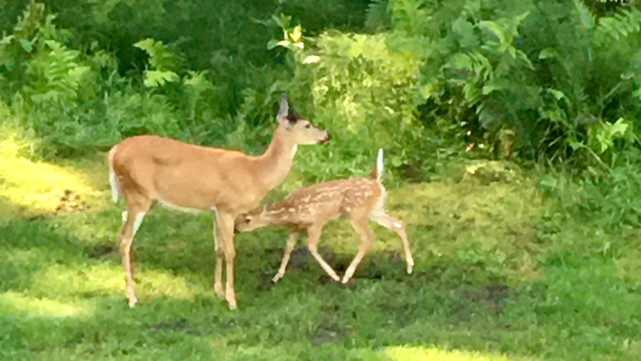 Photo of Outdoor in Kooskia