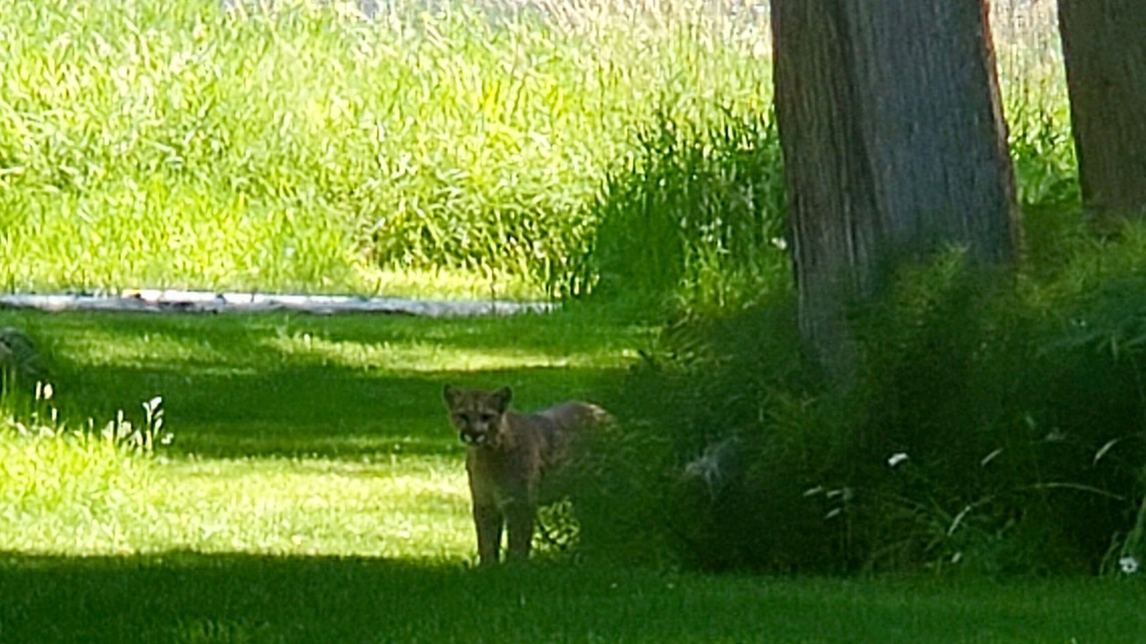 Photo of Others in Kooskia