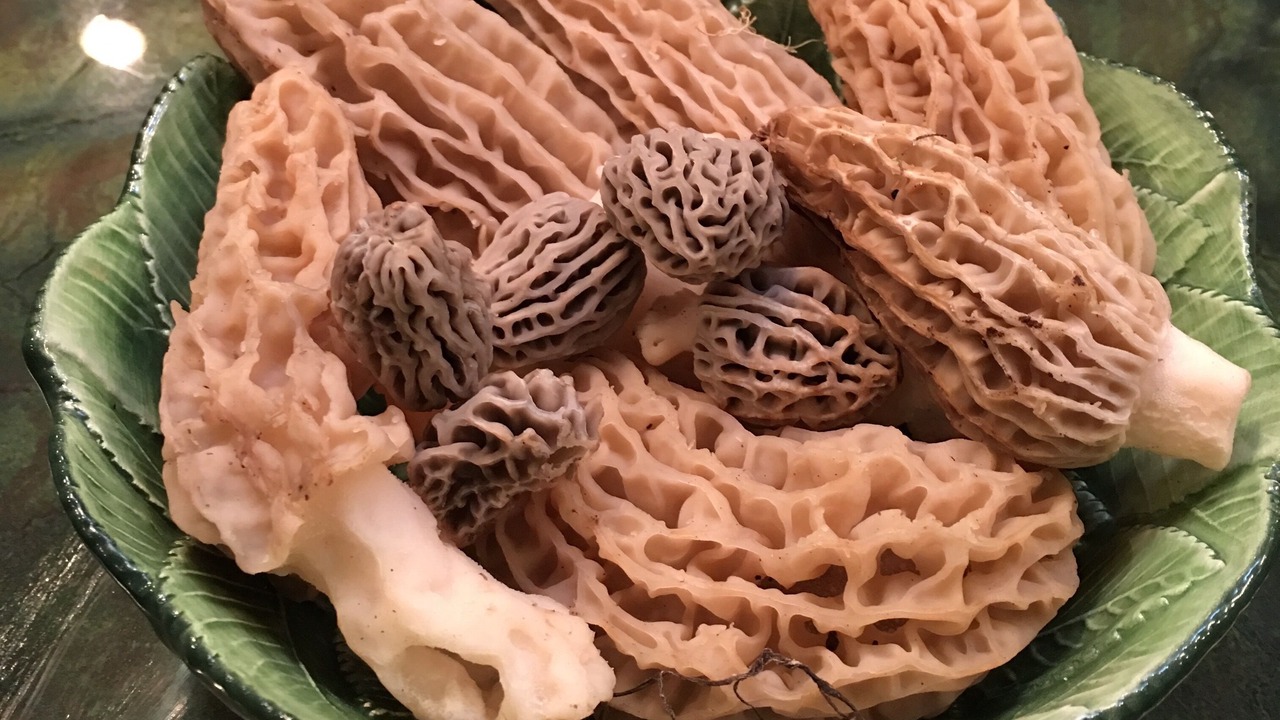 Photo of Others in Kooskia