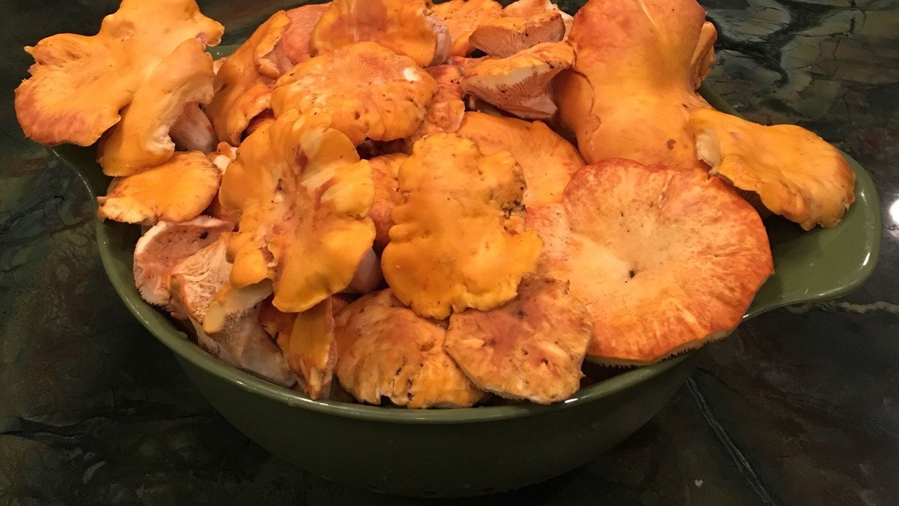 Photo of Others in Kooskia