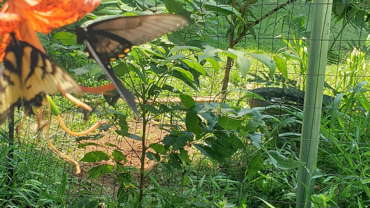 Photo of Outdoor in Bluemont
