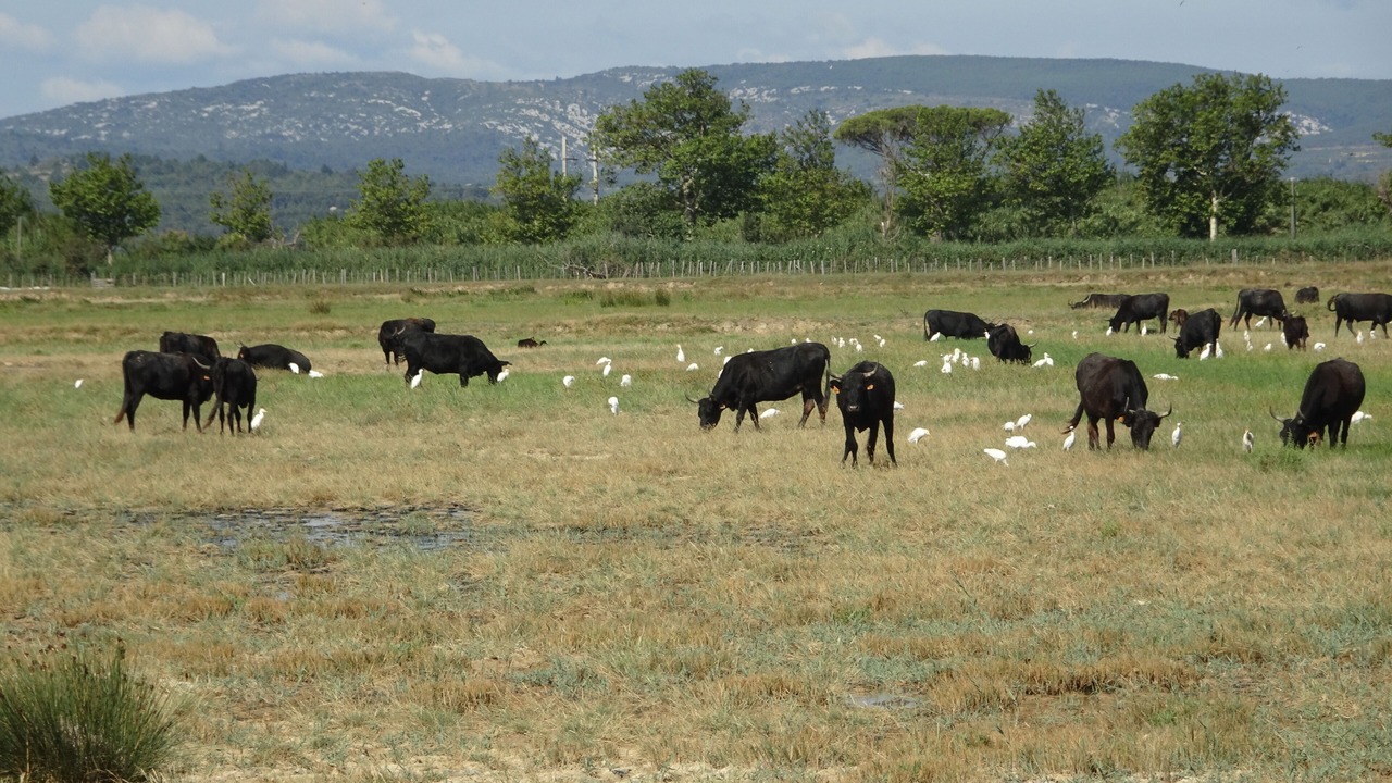 Photo of Others in Gruissan