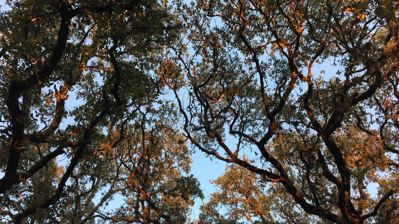 Photo of Outdoor in Johnson City