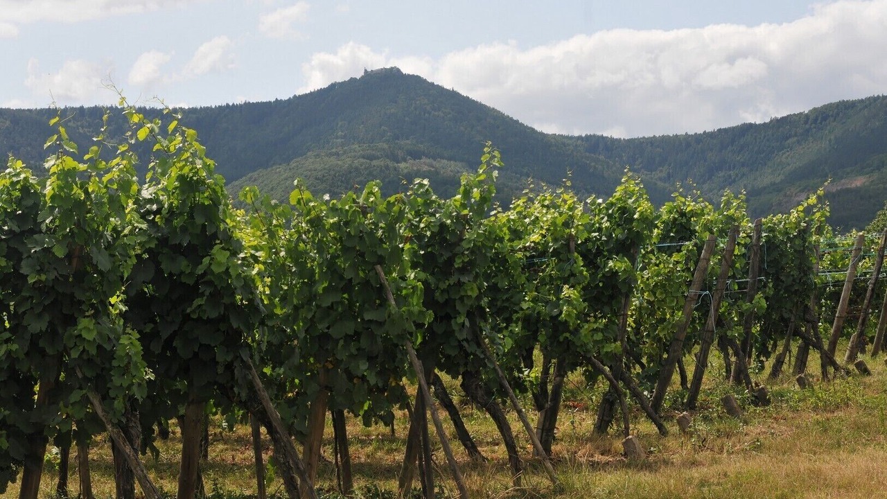 Photo of Outdoor in Bernardswiller