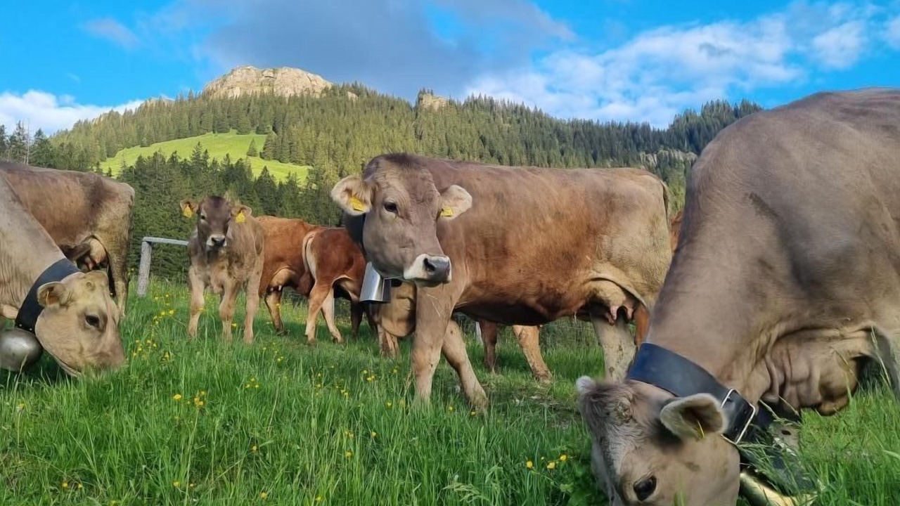 Photo of Others in Schwarzenberg