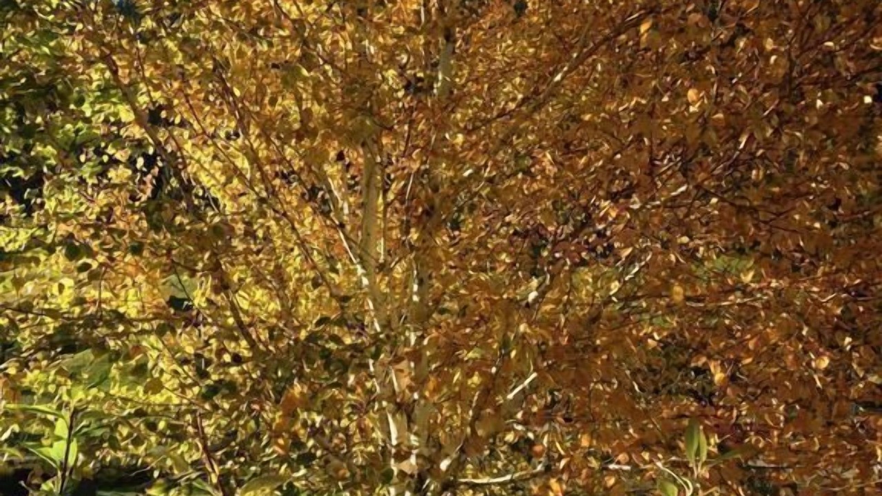 Photo of Others in Wildhaus