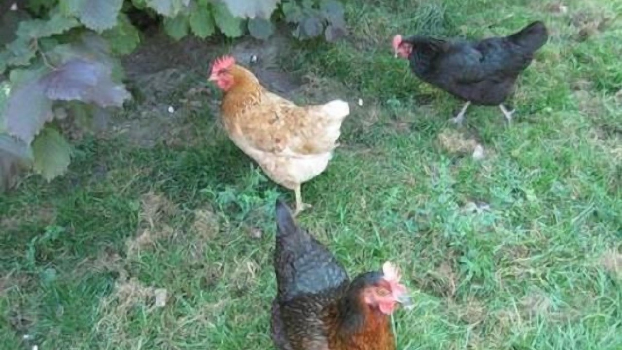 Photo of Others in Rohrbach