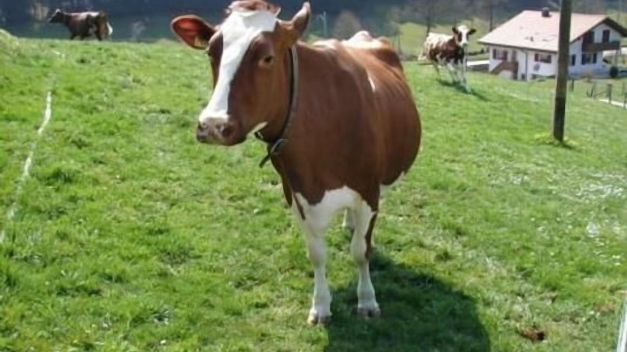 Photo of Others in Durrenroth