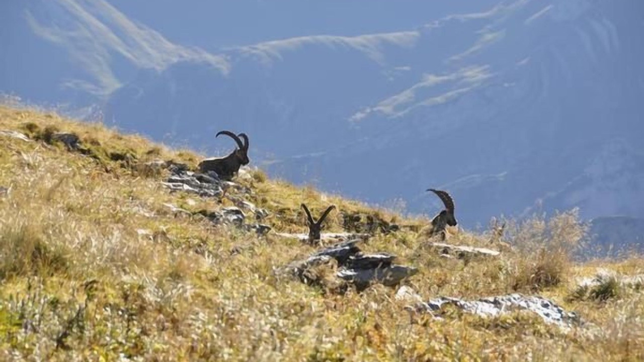 Photo of Others in Wildhaus-Alt St. Johann
