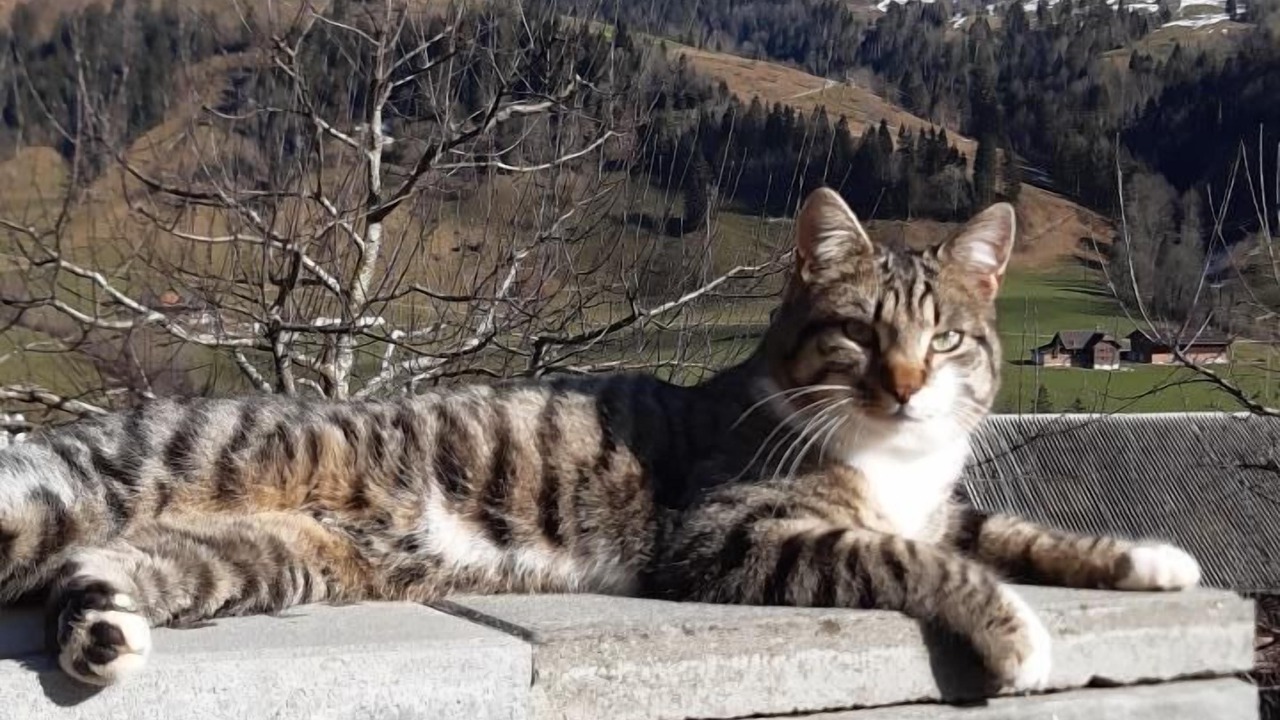 Photo of Others in Fluehli