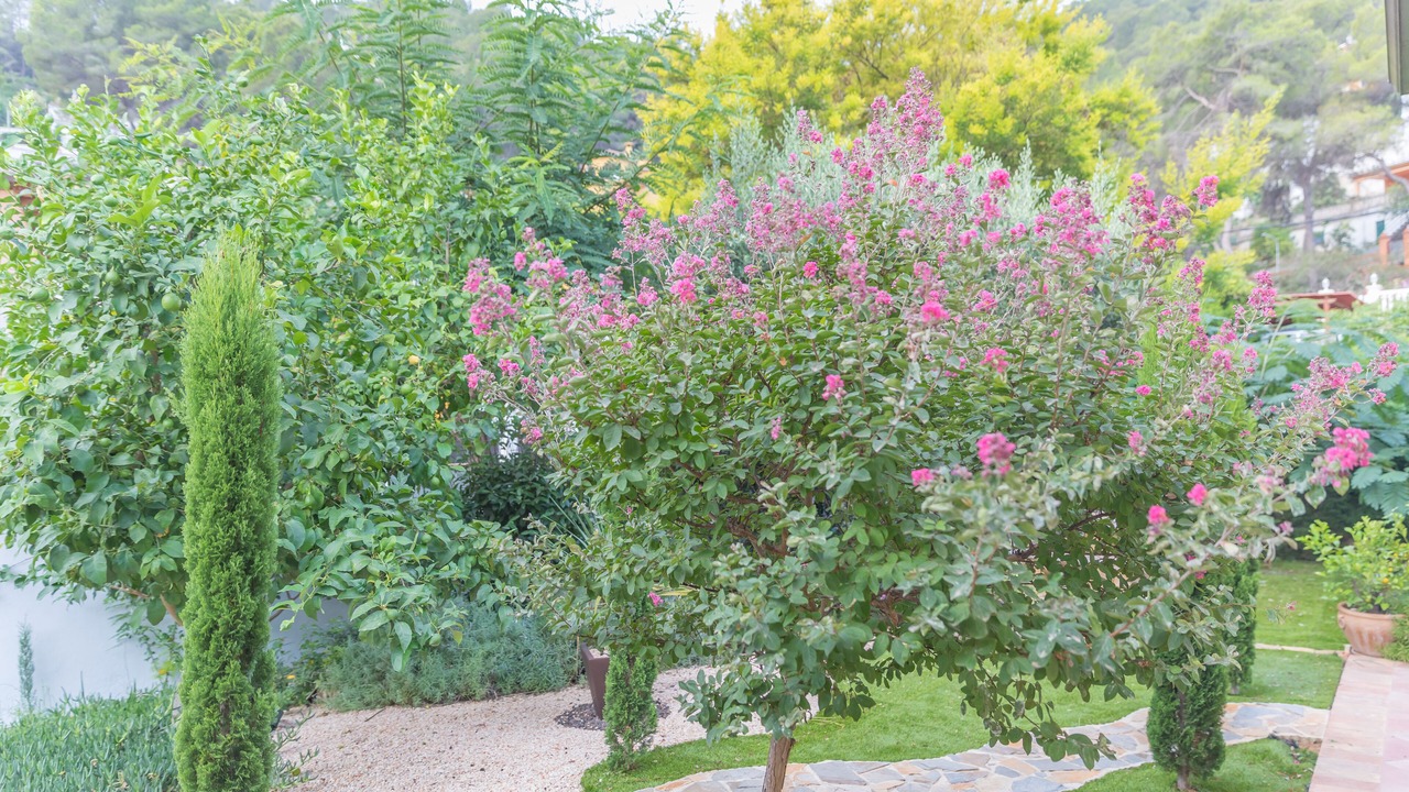 Photo of Outdoor in Carcaixent