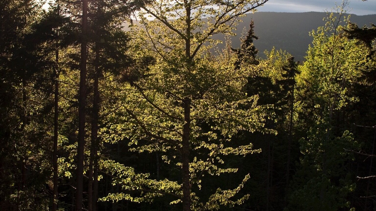Photo of Outdoor in Southwest Harbor