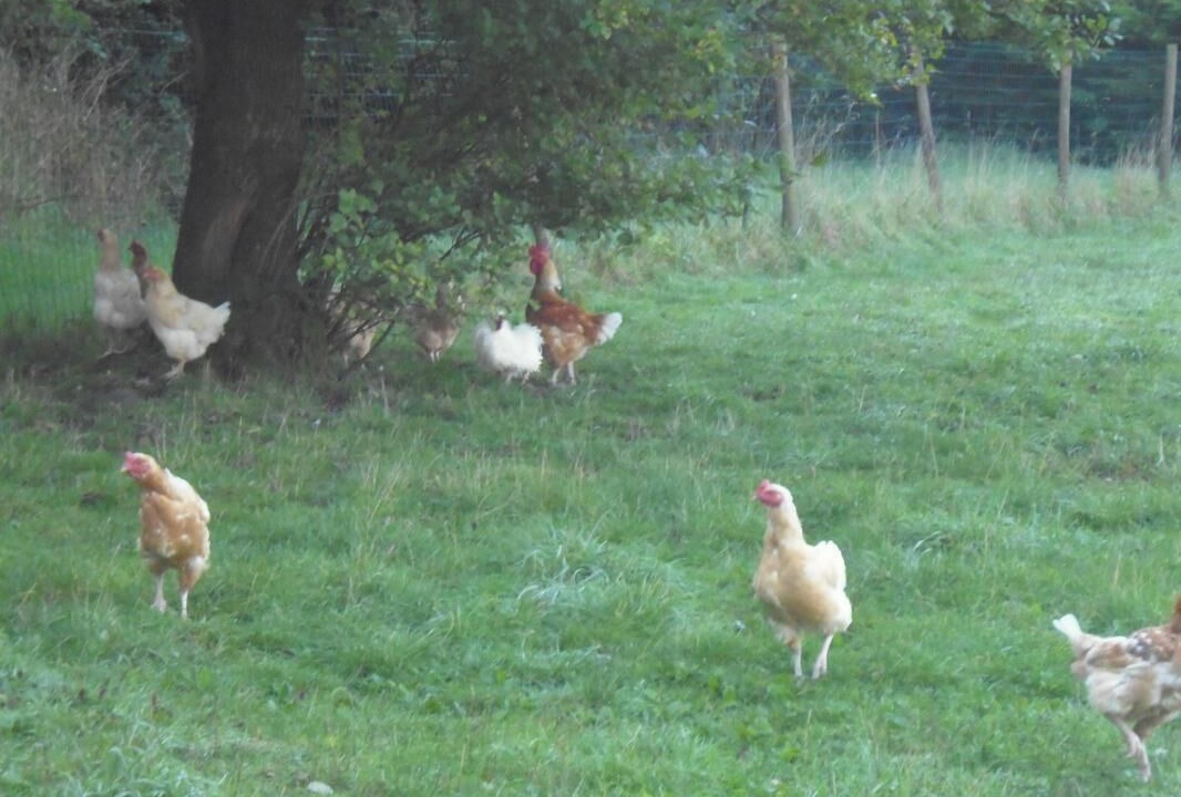 Photo of Outdoor in Hubersent