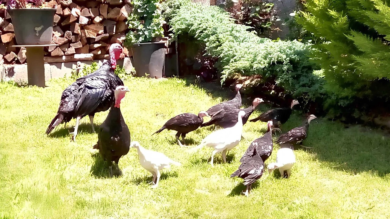 Photo of Others in Juncalas