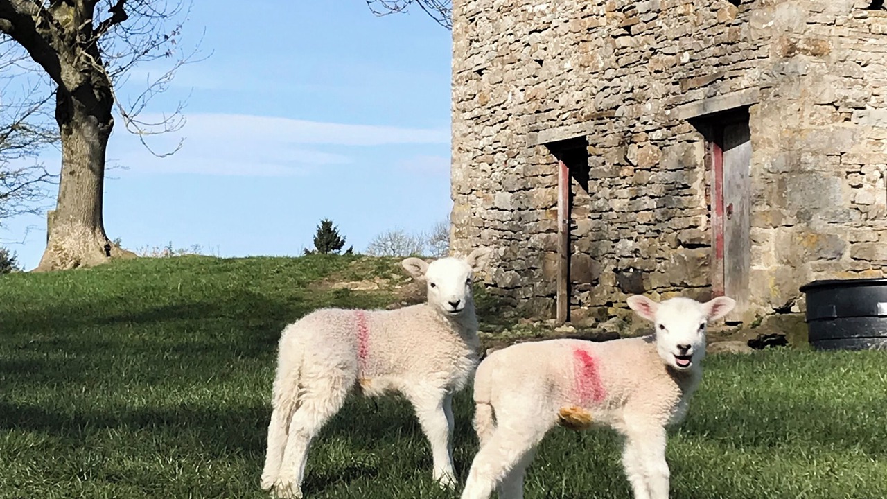 Photo of Others in Aysgarth