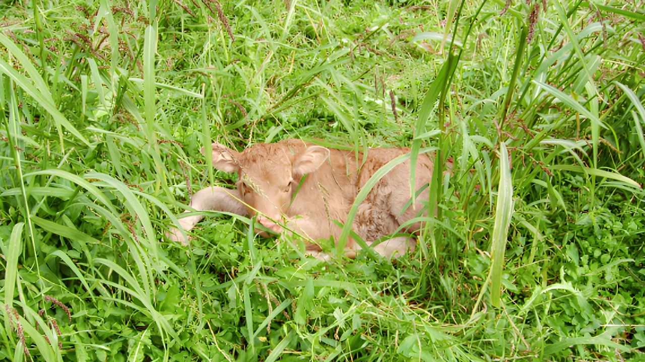 Photo of Others in Juncalas