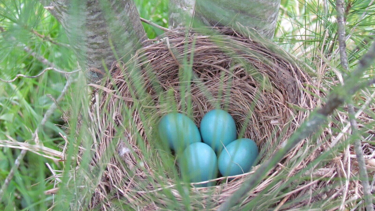 Photo of Outdoor in Polk
