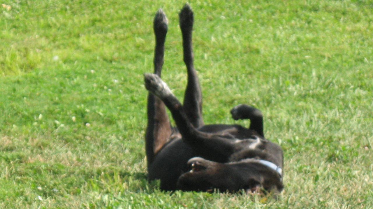 Photo of Outdoor in Polk
