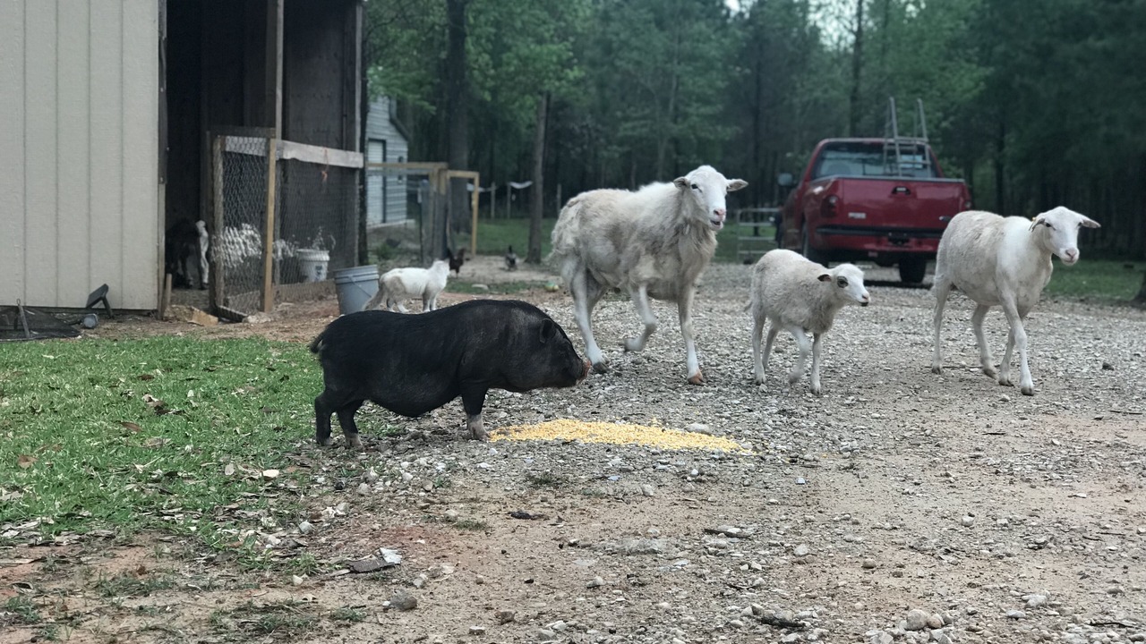 Photo of Outdoor in Willis