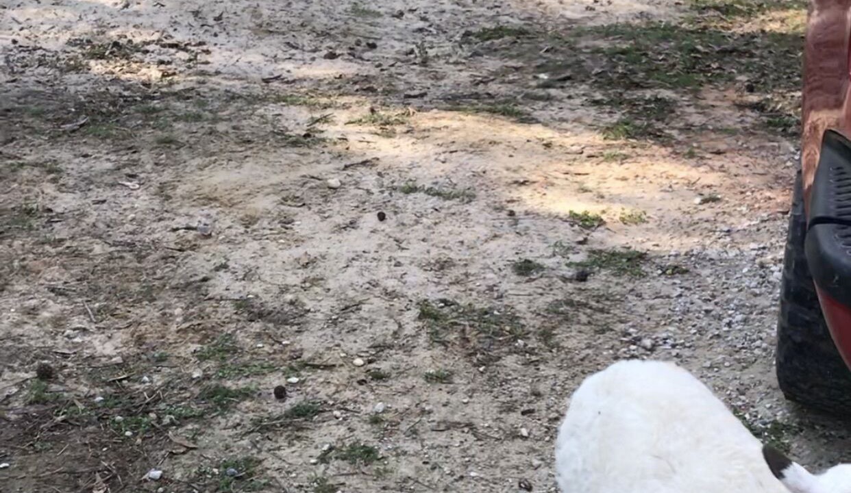Photo of Outdoor in Willis