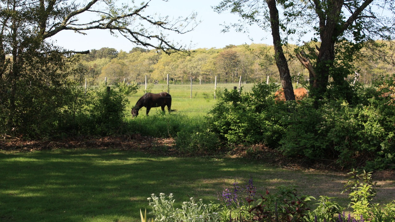 Photo of Others in West Tisbury
