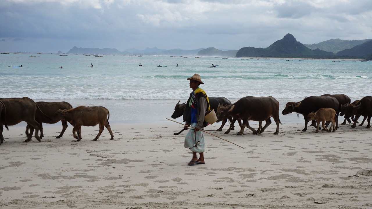 Photo of Others in Selong Belanak