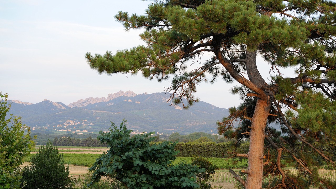 Photo of Outdoor in Violes
