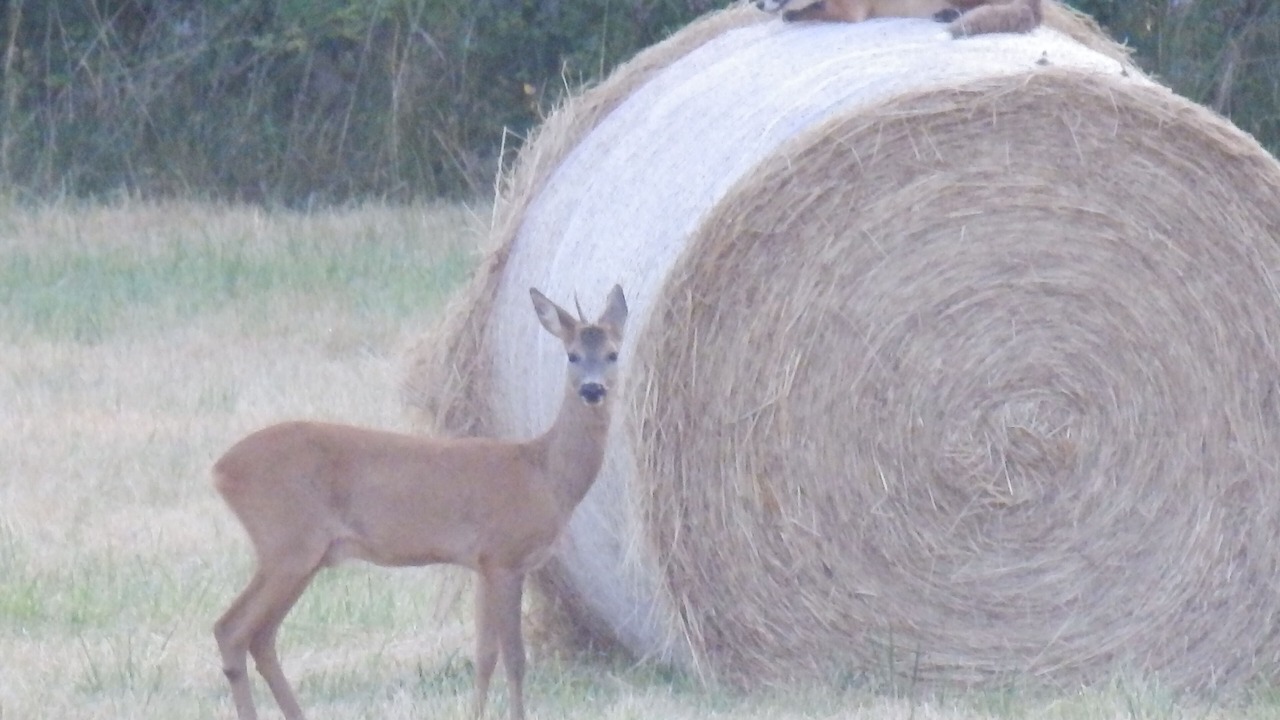 Photo of Others in Brion