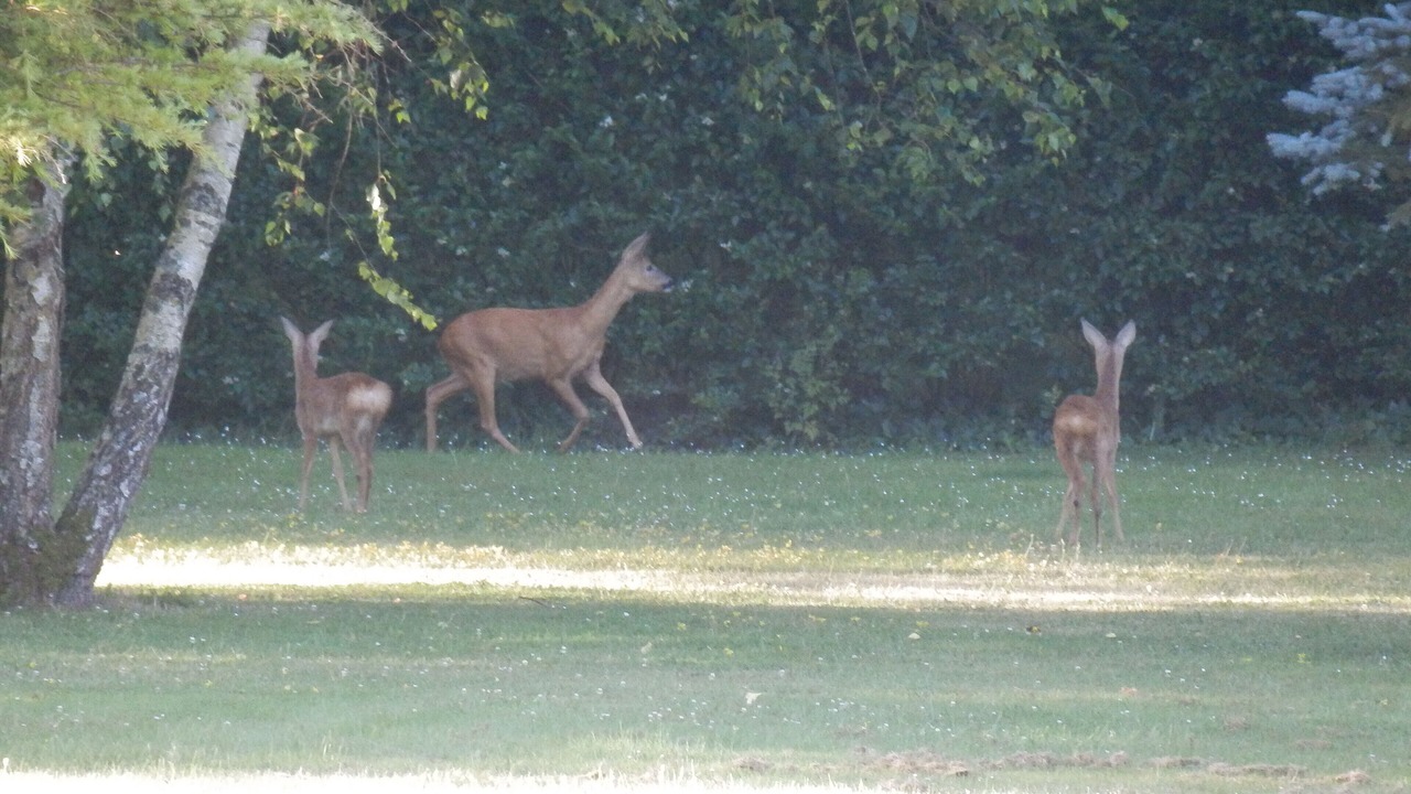 Photo of Others in Brion
