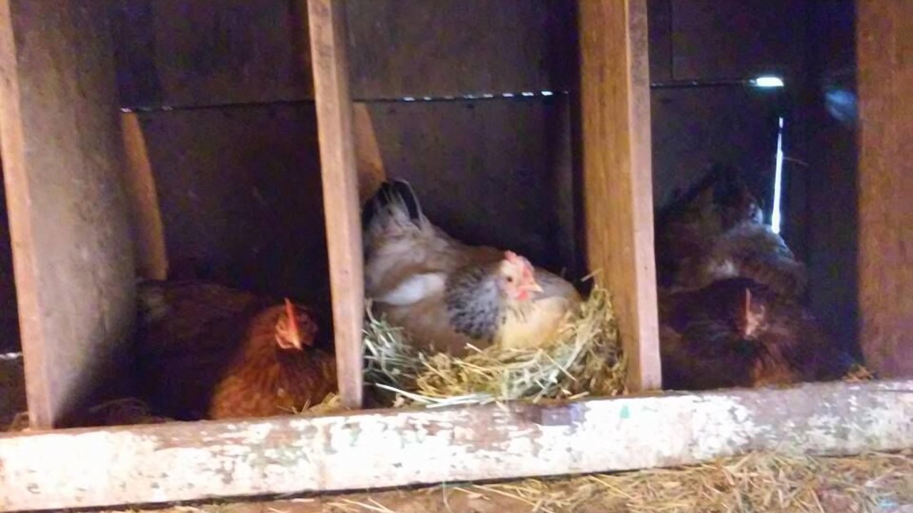 Photo of Others in Mountain Ranch